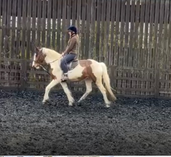 "Maverick " Skewbald Gelding All Rounder