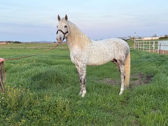 "" Grey Stallion All Rounder