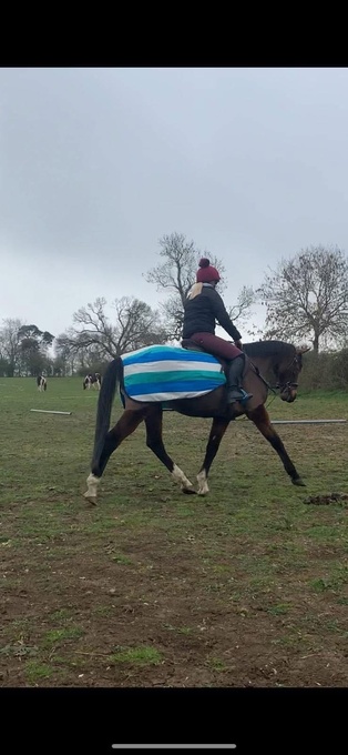 "Paddy" Bay Gelding All Rounder