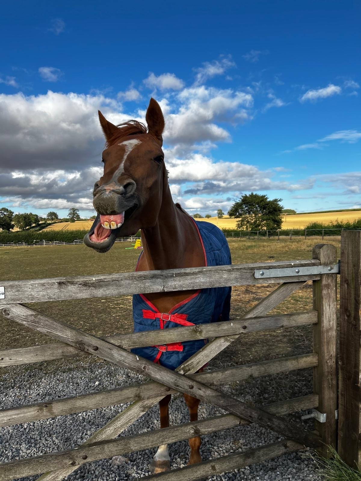 "Gaston (The Young Adonis)" Chestnut Gelding All Rounder - All Rounders 