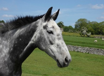 "Cillia" Grey Mare Ex Racehorse