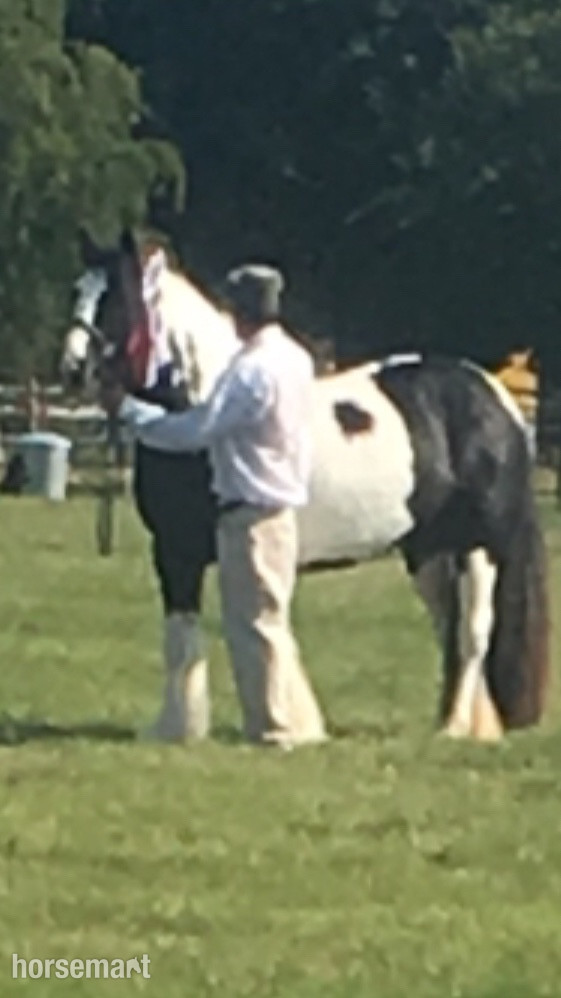 "Puzzle" Piebald Mare All Rounder - 