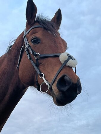 "Dolly" Bay Mare Ex Racehorse