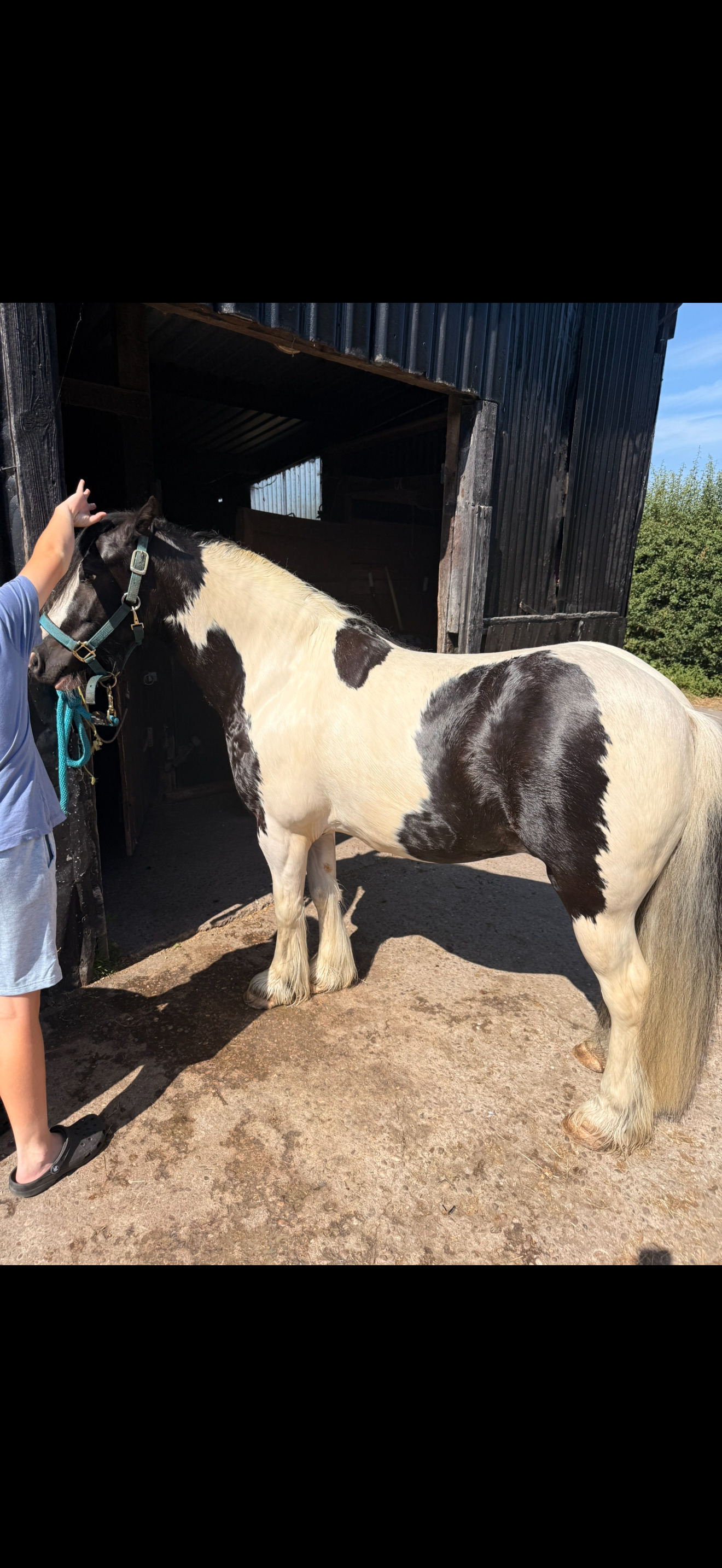 "Apollo" Piebald Gelding Coloured in 