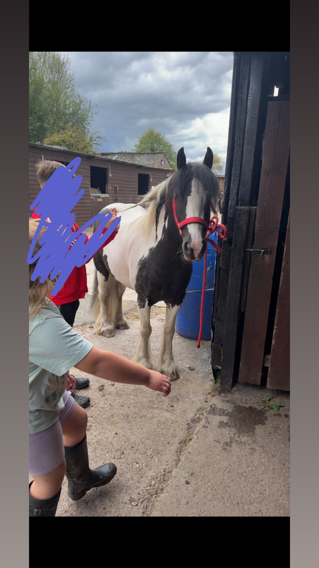 Coloured Horses  - "Apollo" Piebald Gelding Coloured