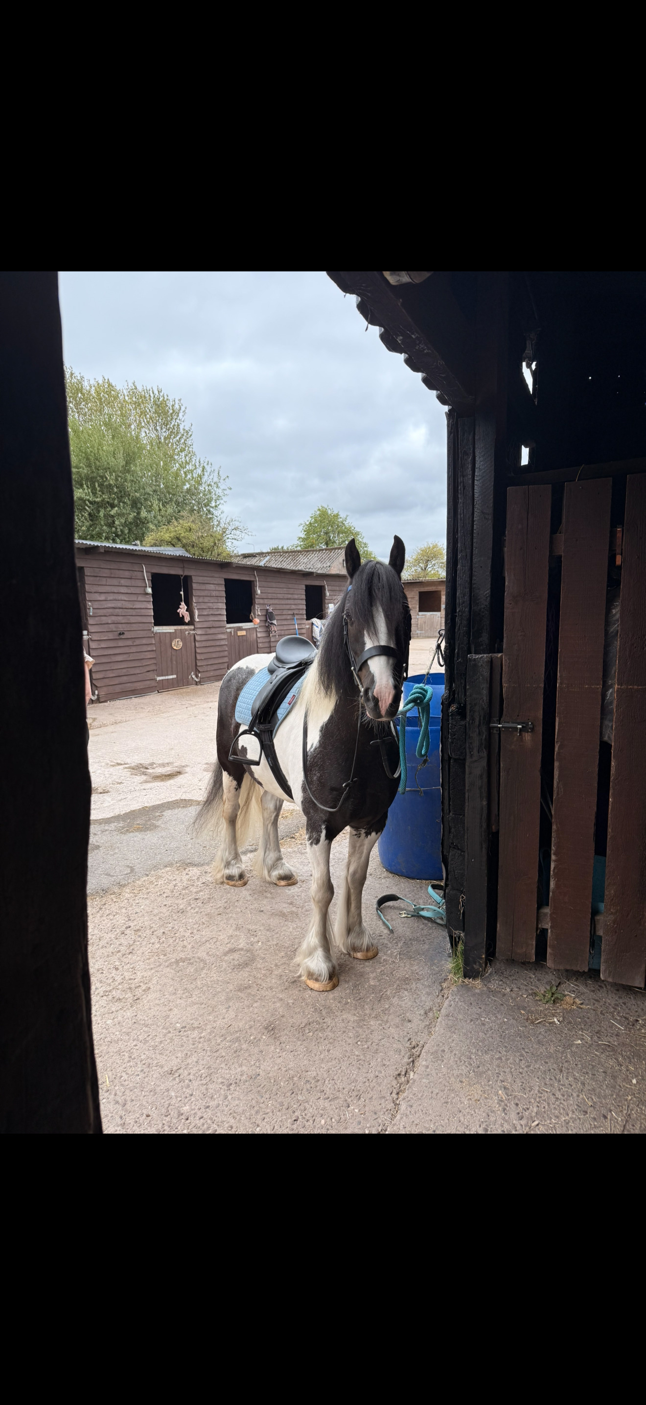 "Apollo" Piebald Gelding Coloured - Coloured Horses 
