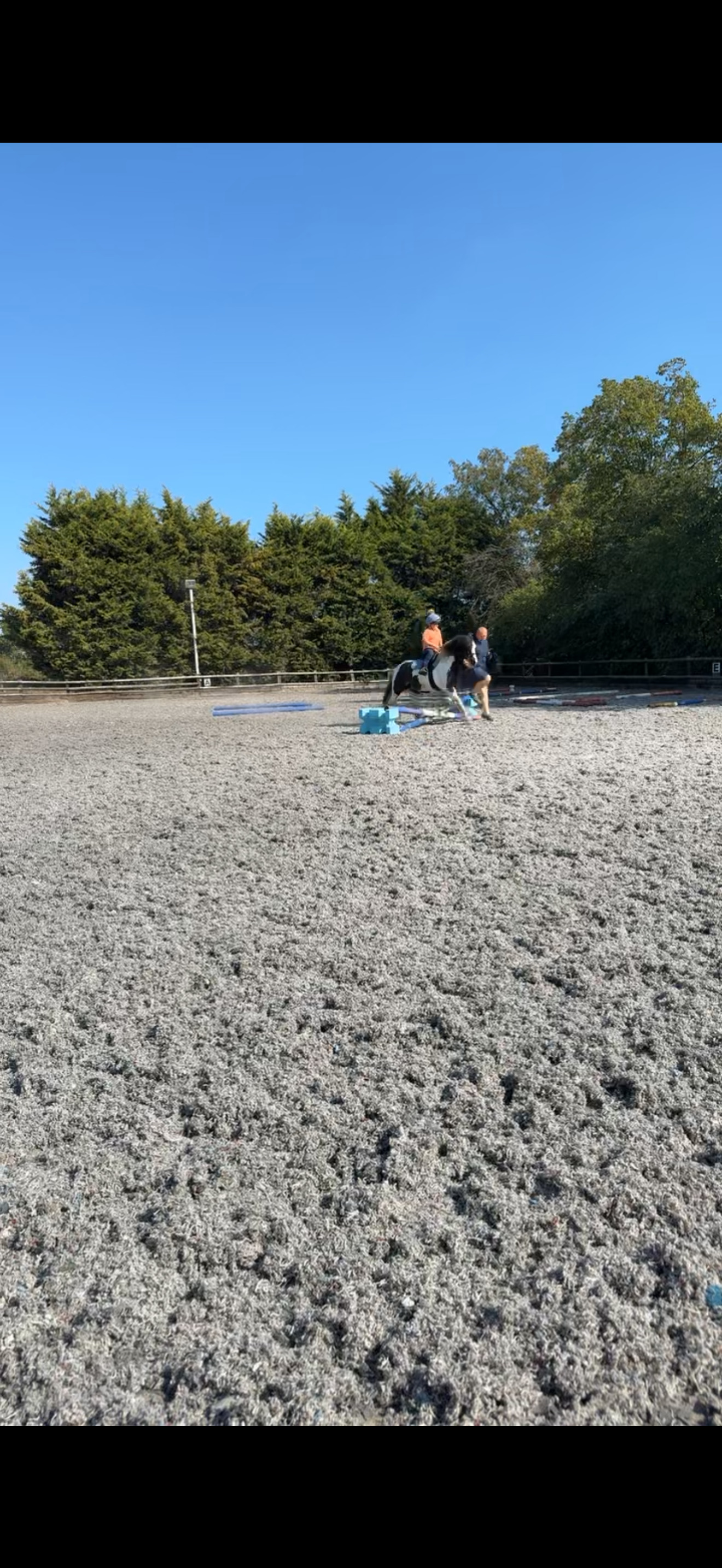 "Apollo" Piebald Gelding Coloured - 