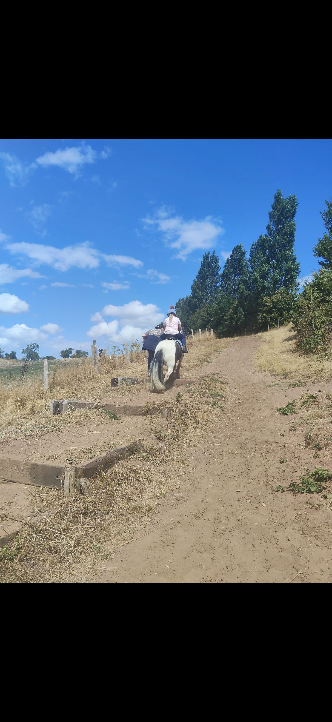 "Apollo" Piebald Gelding Coloured - Coloured Horses