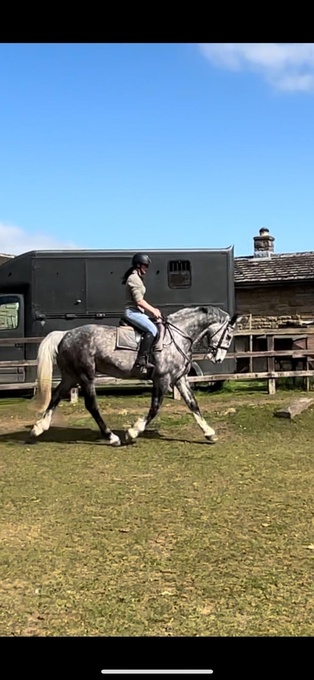 "Tommy" Dapple Grey Gelding All Rounder