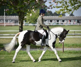 "Tiggy " Piebald Mare Pony Club Pony