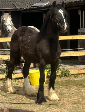 "Rio" Black Colt Youngstock / Foal