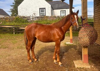 "Saskia" Chestnut Filly Youngstock / Foal