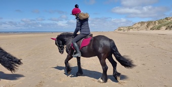 "Stanley " Black Gelding All Rounder