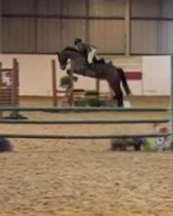"Aurora " Bay Mare All Rounder