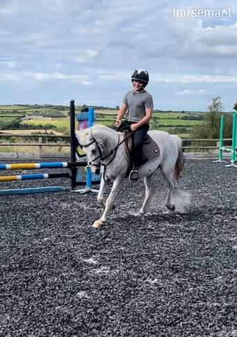 "Tizzy" Fleabitten Grey Mare All Rounder