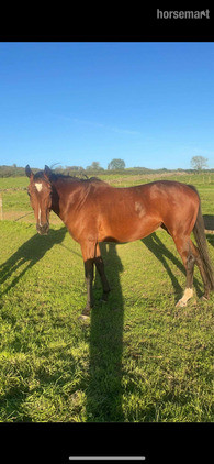 "Juno" Brown Mare Project Horse