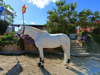 "" Grey Stallion All Rounder