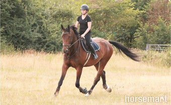 "Frankie " Bay Gelding All Rounder