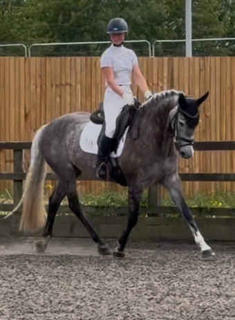 "Kardi" Iron Grey Mare Dressage Horse