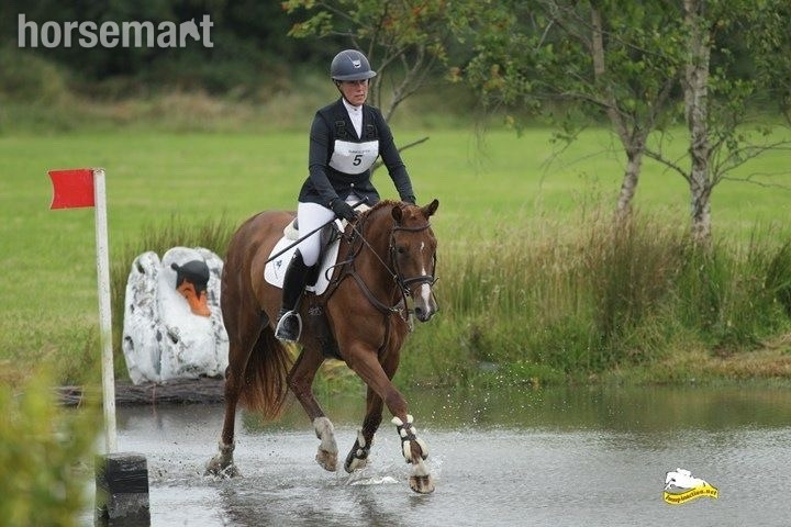 Eventers  - "Annie Be Sure " Chestnut Mare Eventer