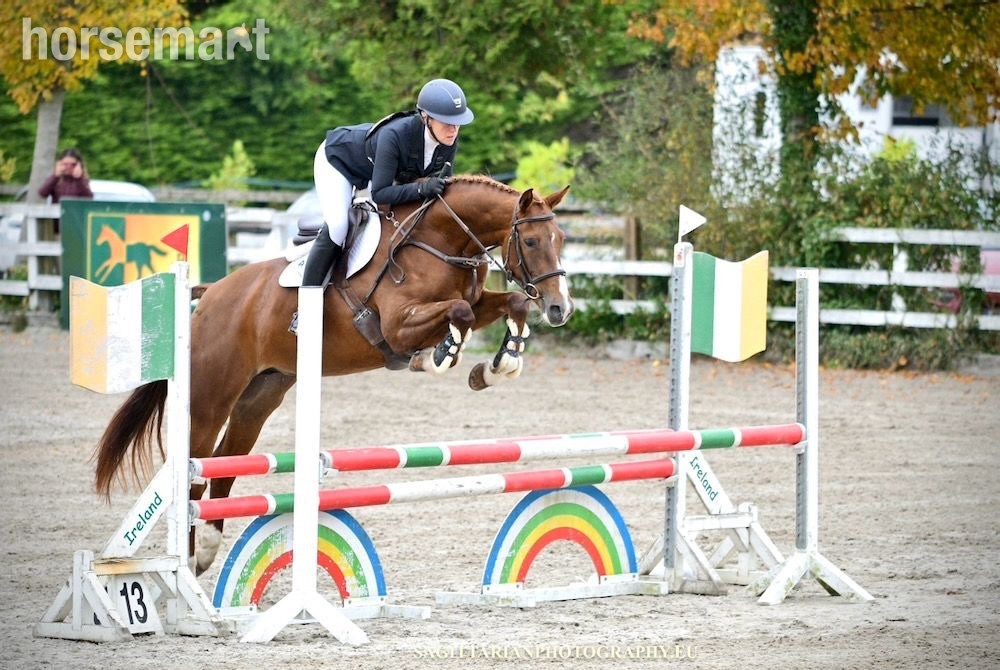 "Annie Be Sure " Chestnut Mare Eventer - Eventers 