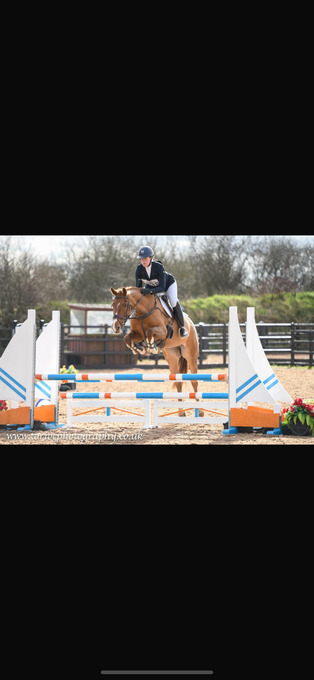 "Annie Be Sure " Chestnut Mare Eventer