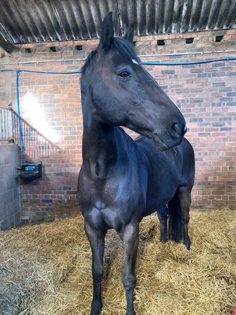 "Gunner" Black Gelding All Rounder