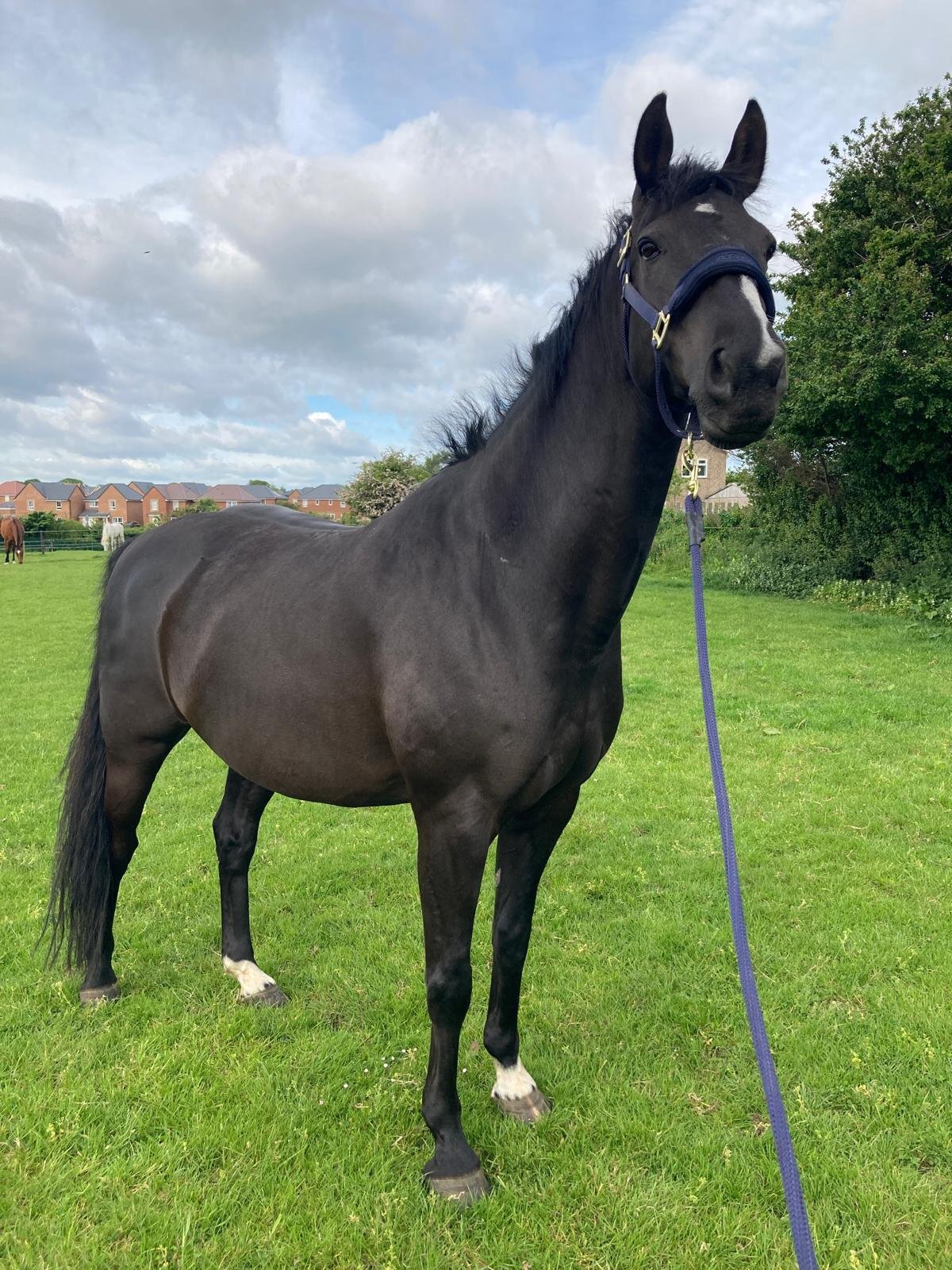 All Rounders  - "Gunner" Black Gelding All Rounder
