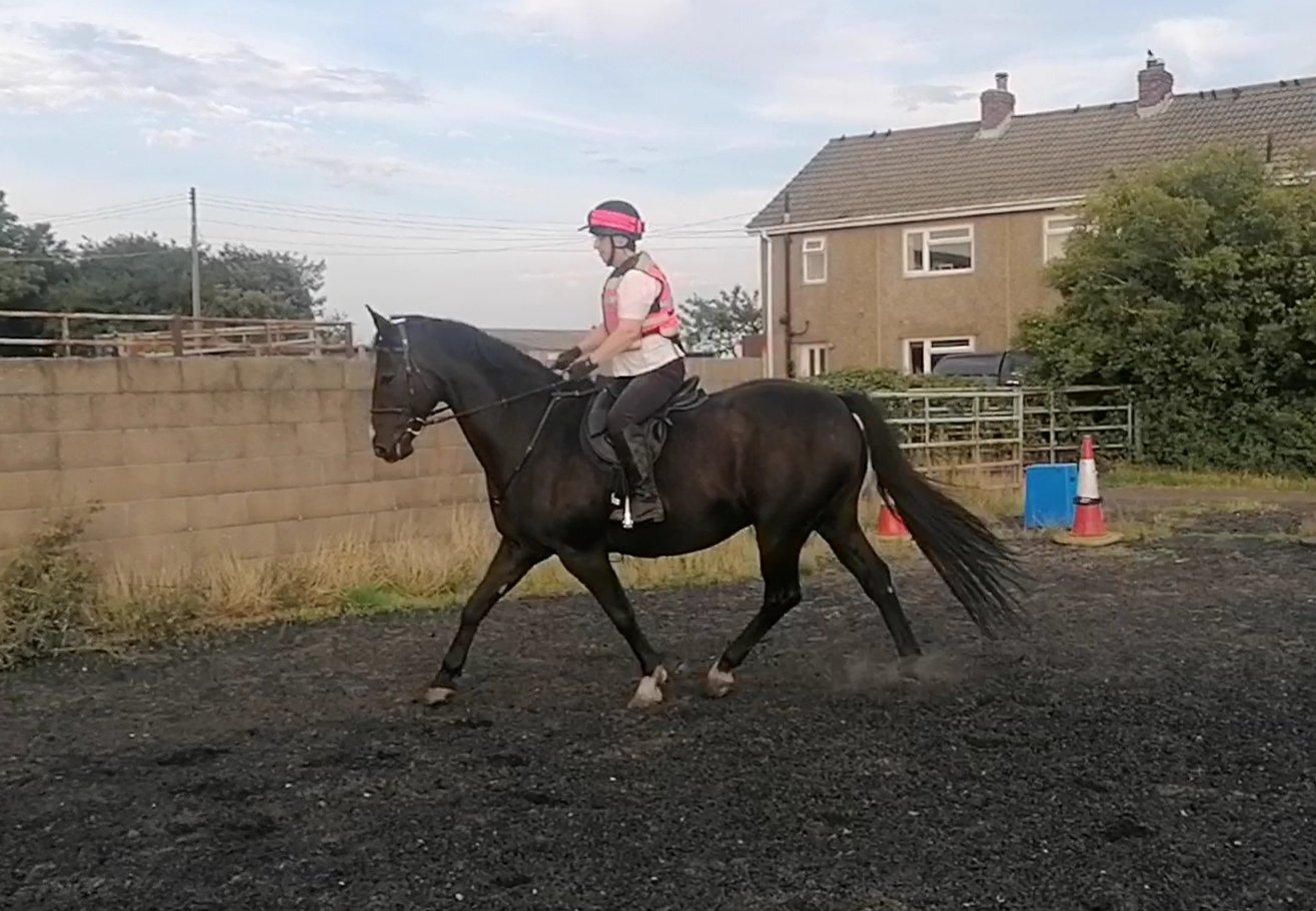 "Gunner" Black Gelding All Rounder