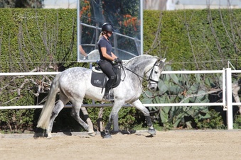 "" Grey Gelding All Rounder