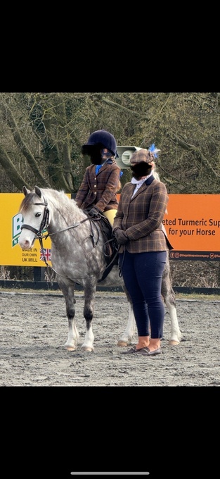 "" Dapple Grey Mare Showing Horse