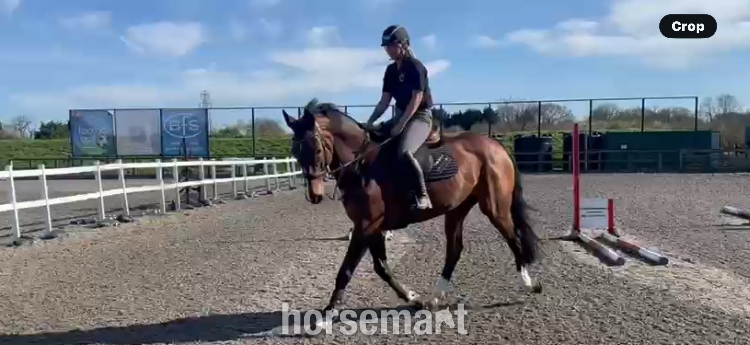  "OCEANANA" Bay Mare All Rounder