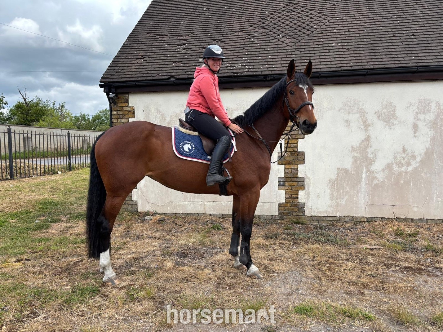 "OCEANANA" Bay Mare All Rounder in 