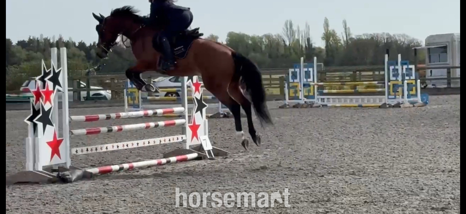 All Rounders  - "OCEANANA" Bay Mare All Rounder