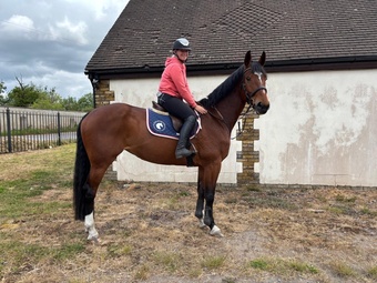"OCEANANA" Bay Mare All Rounder