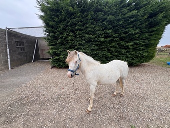 "Secret" Grey Gelding Pony Club Pony