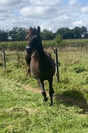 "GFA Habibah Ashia " Black Mare All Rounder