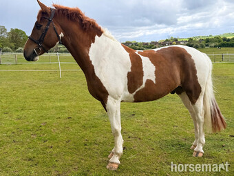 "Taz" Skewbald Gelding Coloured