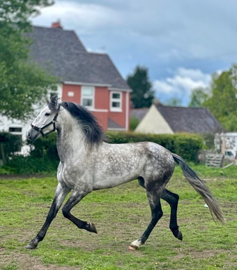 "Brezo"  Gelding All Rounder
