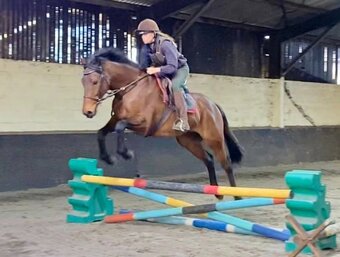 "Finn" Bay Gelding All Rounder