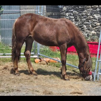 "Dyffryn Cothi ionawr" Chestnut Filly Youngstock / Foal