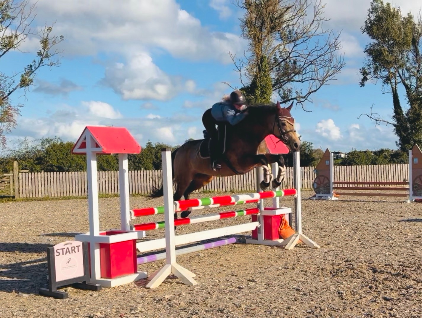  "May: stunning, quiet, ideal amateur dream horse with ability" Chocolate Dun Mare All Rounder