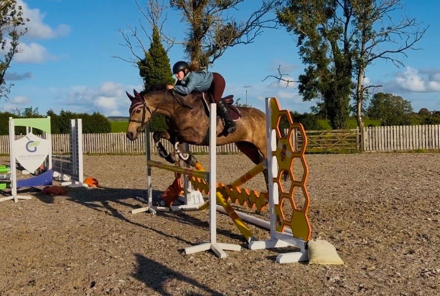 "May: stunning, quiet, ideal amateur dream horse with ability" Chocolate Dun Mare All Rounder - All Rounders in 