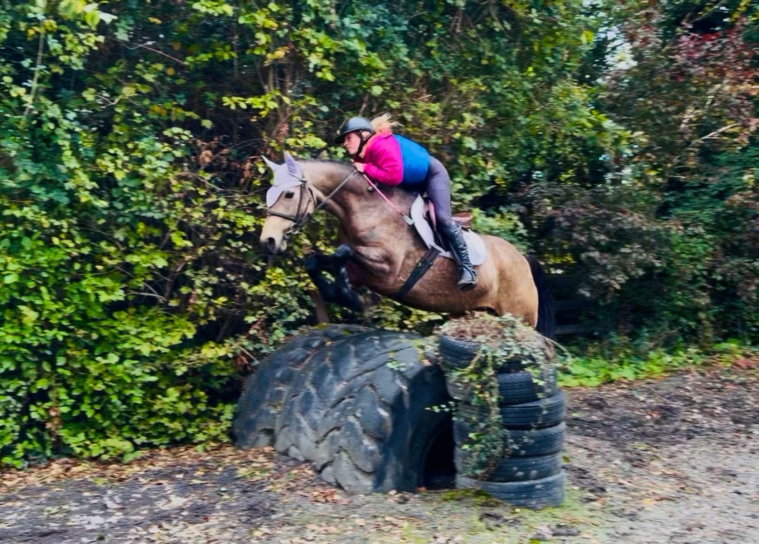 "May: stunning, quiet, ideal amateur dream horse with ability" Chocolate Dun Mare All Rounder - All Rounders 