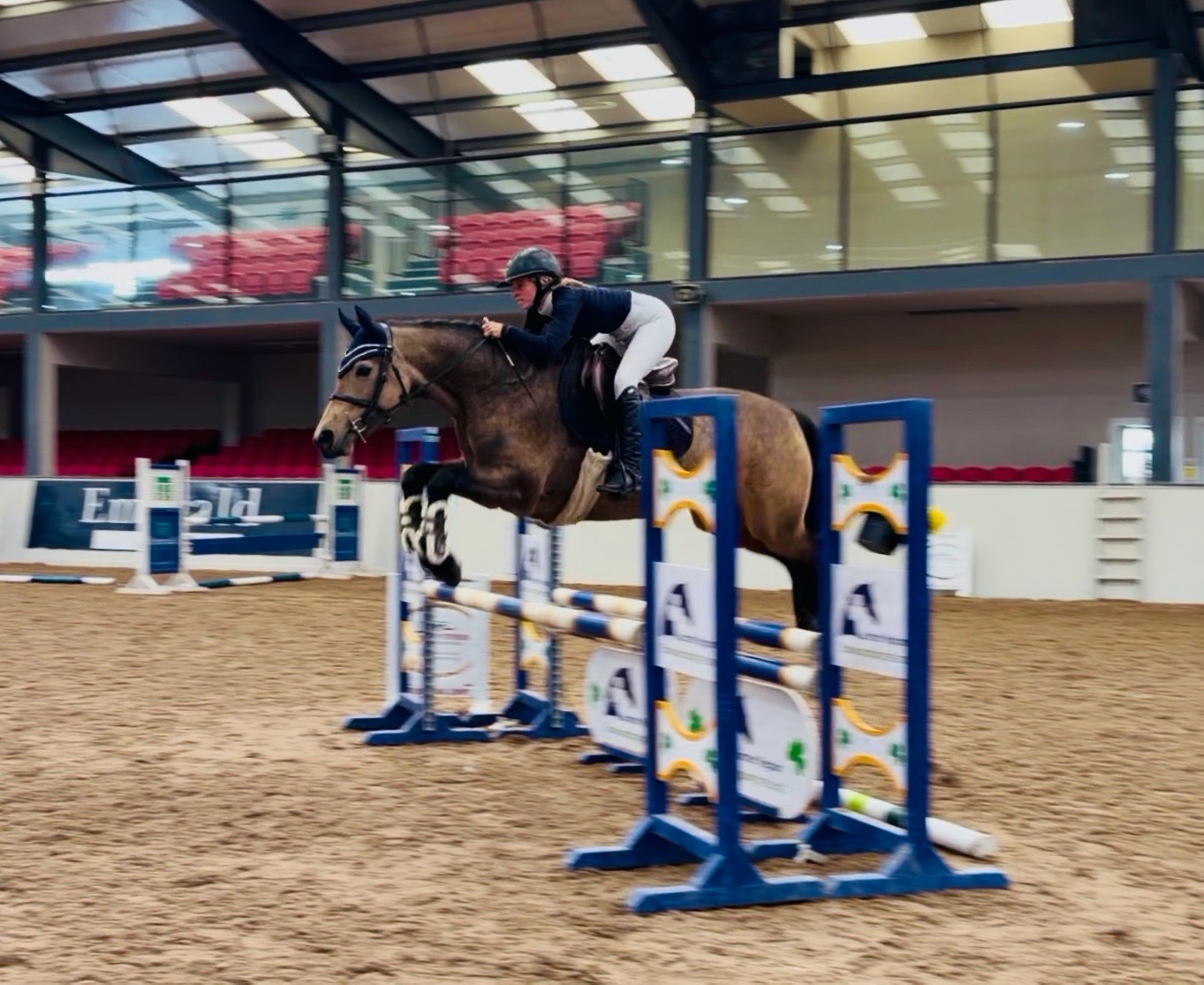 "May: stunning, quiet, ideal amateur dream horse with ability" Chocolate Dun Mare All Rounder - 