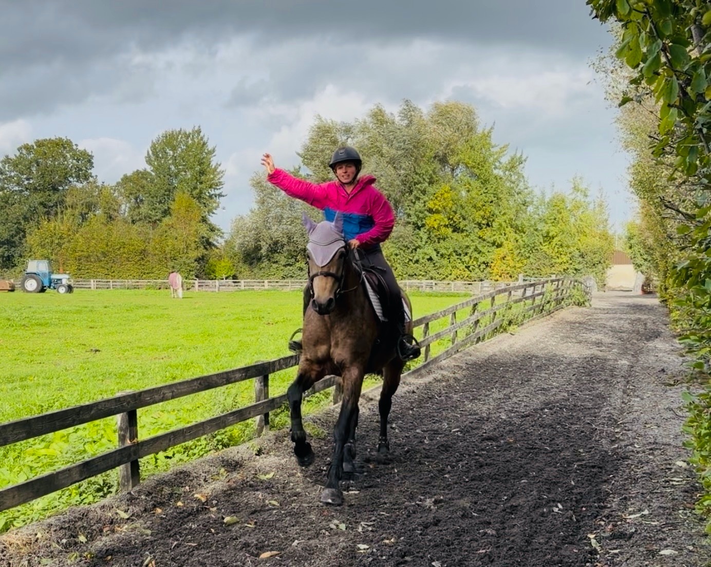"May: stunning, quiet, ideal amateur dream horse with ability" Chocolate Dun Mare All Rounder