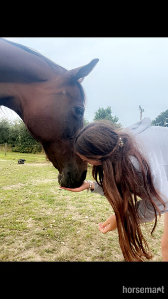 "" Gelding All Rounder