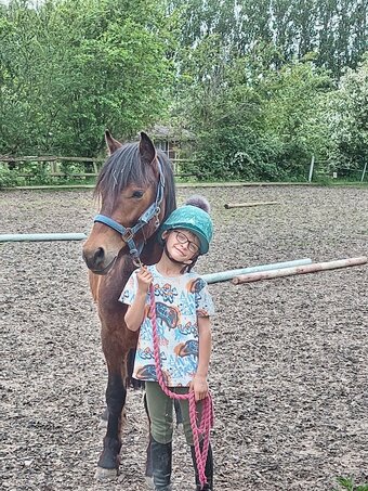 "Bounty" Bay Gelding Youngstock / Foal