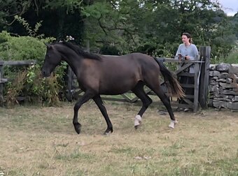 "Yggdrasil Dorothea Lucia " Filly Youngstock / Foal