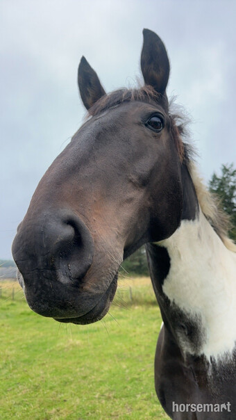 Am putting out feelers for putting my horse on part loan